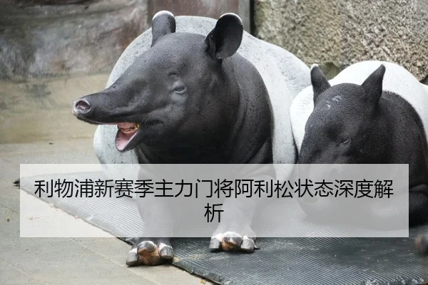 利物浦新赛季主力门将阿利松状态深度解析